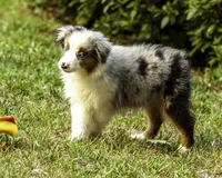 Hemi, a male Miniature American Shepherd for sale in Franklinville, NC – 4 of 9