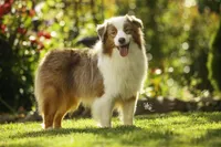 Hemi, a male Miniature American Shepherd for sale in Franklinville, NC – 5 of 6