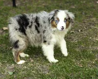 Hemi, a male Miniature American Shepherd for sale in Franklinville, NC – 6 of 9