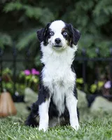 Falcon, a male Toy Australian Shepherd for sale in Franklinville, NC – 4 of 5