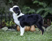 Falcon, a male Toy Australian Shepherd for sale in Franklinville, NC – 5 of 5