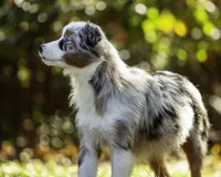 Queen Of Hearts, a female Miniature American Shepherd for sale in Franklinville, NC – 3 of 9