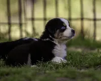Maserati- Blue eyes , a male Miniature American Shepherd for sale in Franklinville, NC – 2 of 5