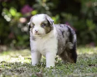 Hemi, a male Miniature American Shepherd for sale in Franklinville, NC – 3 of 6