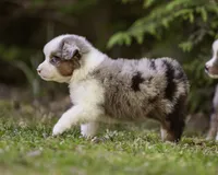 Hemi, a male Miniature American Shepherd for sale in Franklinville, NC – 4 of 6