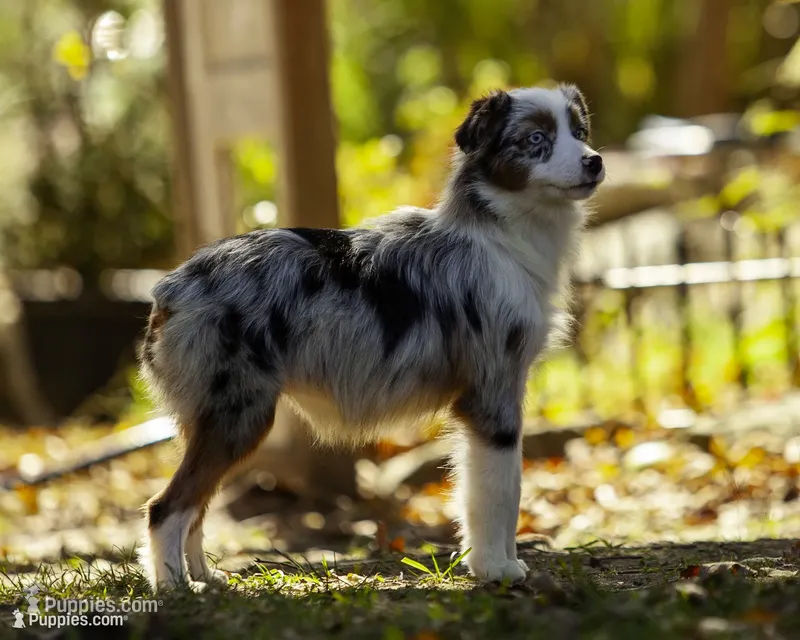 Queen Of Hearts – Miniature American Shepherd puppy for sale in Franklinville, NC