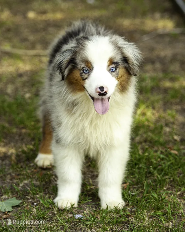 Hemi – Miniature American Shepherd puppy for sale in Franklinville, NC