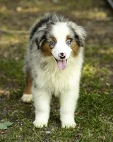 Hemi, a male Miniature American Shepherd for sale in Franklinville, NC – 1 of 9