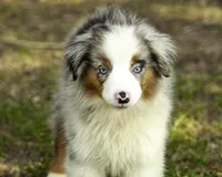 Hemi, a male Miniature American Shepherd for sale in Franklinville, NC – 3 of 9