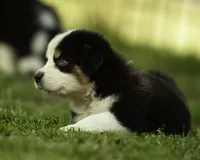 Maserati- Blue eyes , a male Miniature American Shepherd for sale in Franklinville, NC – 3 of 5