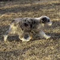 MALIBU, a female Miniature American Shepherd for sale in Franklinville, NC – Photo 1 of 7