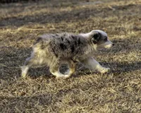MALIBU, a female Miniature American Shepherd for sale in Franklinville, NC – Photo 1 of 7