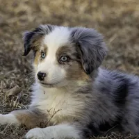 MALIBU, a female Miniature American Shepherd for sale in Franklinville, NC – Photo 2 of 7