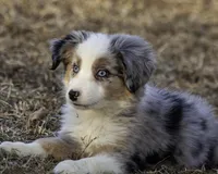 MALIBU, a female Miniature American Shepherd for sale in Franklinville, NC – Photo 2 of 7