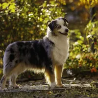 MALIBU, a female Miniature American Shepherd for sale in Franklinville, NC – Photo 7 of 7