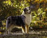 MALIBU, a female Miniature American Shepherd for sale in Franklinville, NC – Photo 7 of 7