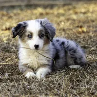 MALIBU, a female Miniature American Shepherd for sale in Franklinville, NC – Photo 3 of 7