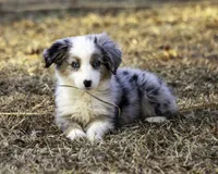 MALIBU, a female Miniature American Shepherd for sale in Franklinville, NC – Photo 3 of 7
