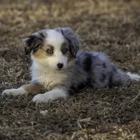 MALIBU, a female Miniature American Shepherd for sale in Franklinville, NC – Photo 5 of 7