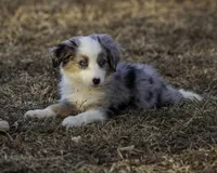MALIBU, a female Miniature American Shepherd for sale in Franklinville, NC – Photo 5 of 7