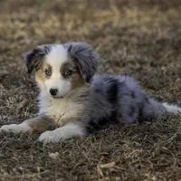 MALIBU, a female Miniature American Shepherd for sale in Franklinville, NC – Photo 4 of 7