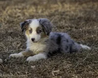MALIBU, a female Miniature American Shepherd for sale in Franklinville, NC – Photo 4 of 7