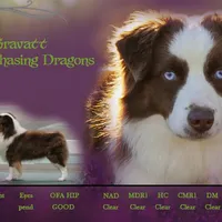 MALIBU, a female Miniature American Shepherd for sale in Franklinville, NC – Photo 6 of 7