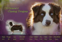 MALIBU, a female Miniature American Shepherd for sale in Franklinville, NC – Photo 6 of 7