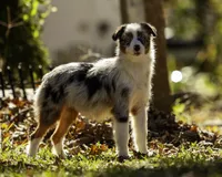Queen Of Hearts, a female Miniature American Shepherd for sale in Franklinville, NC – 2 of 9