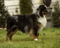 Phantom, a male Miniature Australian Shepherd for sale in Franklinville, NC – Photo 4 of 6