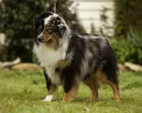 Phantom, a male Miniature Australian Shepherd for sale in Franklinville, NC – Photo 2 of 6