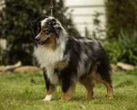 Phantom, a male Miniature Australian Shepherd for sale in Franklinville, NC – Photo 5 of 6