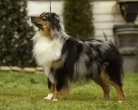 Phantom, a male Miniature Australian Shepherd for sale in Franklinville, NC – Photo 3 of 6