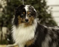 Phantom, a male Miniature Australian Shepherd for sale in Franklinville, NC – Photo 1 of 6