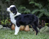 Falcon, a male Toy Australian Shepherd for sale in Franklinville, NC – 2 of 5