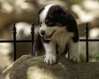 Maserati- Blue eyes , a male Miniature American Shepherd for sale in Franklinville, NC – 5 of 5