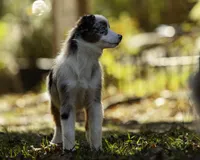 Queen Of Hearts, a female Miniature American Shepherd for sale in Franklinville, NC – 6 of 9
