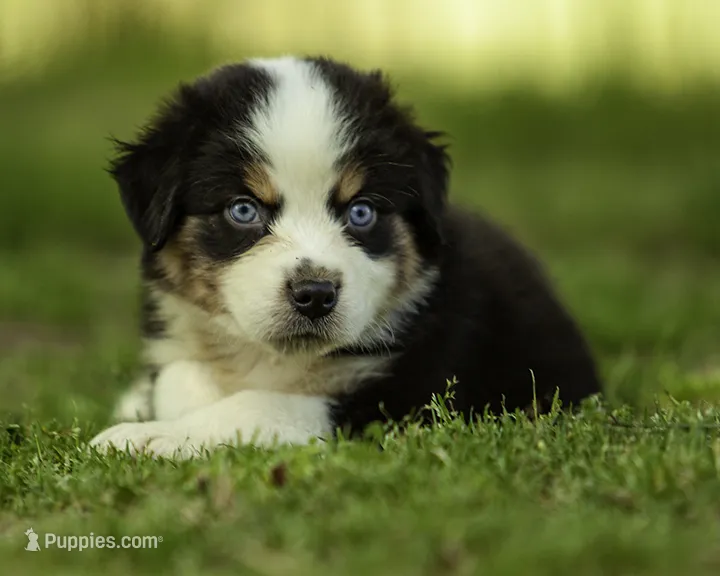Maserati- Blue eyes  – Miniature American Shepherd puppy for sale in Franklinville, NC