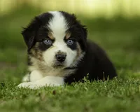 Maserati- Blue eyes , a male Miniature American Shepherd for sale in Franklinville, NC – 1 of 5