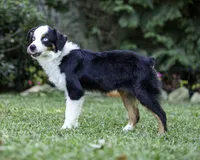 Falcon, a male Toy Australian Shepherd for sale in Franklinville, NC – 1 of 5