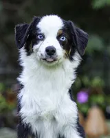 Falcon, a male Toy Australian Shepherd for sale in Franklinville, NC – 3 of 5