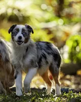 Queen Of Hearts, a female Miniature American Shepherd for sale in Franklinville, NC – 8 of 9