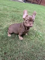 Ace, a male French Bulldog for sale in Marietta, GA – 6 of 7