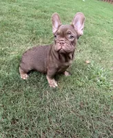 Ace, a male French Bulldog for sale in Marietta, GA – 7 of 7