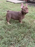 Ace, a male French Bulldog for sale in Marietta, GA – 4 of 7