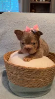 Bella , a female French Bulldog for sale in Roswell, GA – 3 of 3