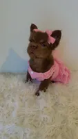 Freya , a female French Bulldog for sale in Marietta, GA – 1 of 4