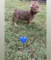 Ace, a male French Bulldog for sale in Marietta, GA – 3 of 7