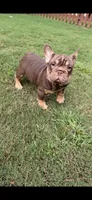Nyle, a female French Bulldog for sale in Marietta, GA – 7 of 7