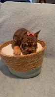Molly , a female French Bulldog for sale in Roswell, GA – 3 of 3